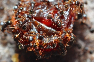 Macro photography enlarging a view of dozens of ants eating a raisin