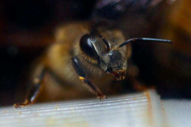 Honeybee closeup, focus on one eye