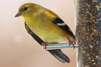 American goldfinch with a misaligned wing