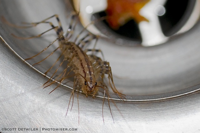 House Centipede in a sink drain