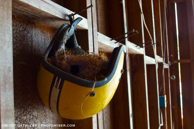 Riding helmet, hanging upsidedown on a barn wall with nest isn