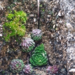 Miniature Rock Garden photograph, moderate contrast