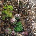 Tiny plants and moss in the crevice of a rock wall