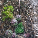 Miniature Rock Garden photograph, low contrast