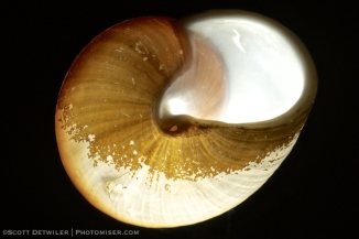 Sea snail underside