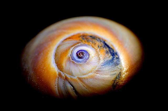 Shark Eye Shell