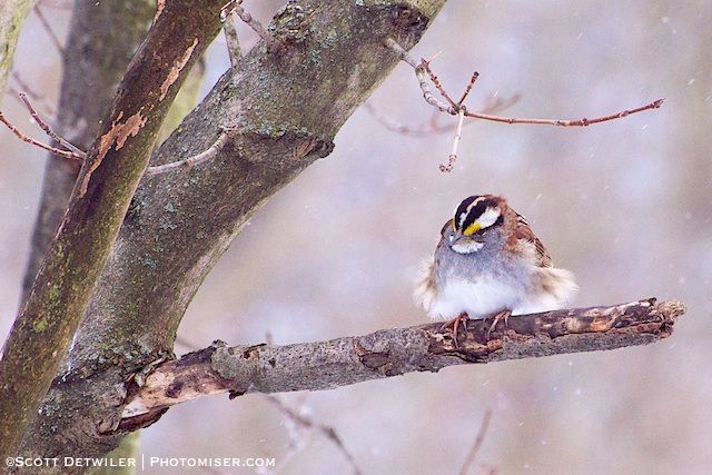 Blustery White Throated Sparrow