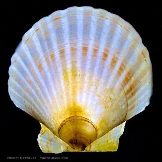 Glowing Scallop