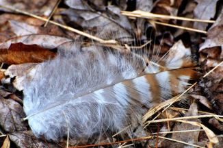 Red Shouldered Hawk Feather on the ground