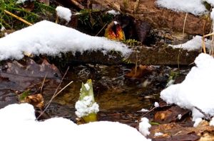 Sneaky Skunk Cabbage