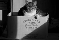 Rosie in the Turkey Box