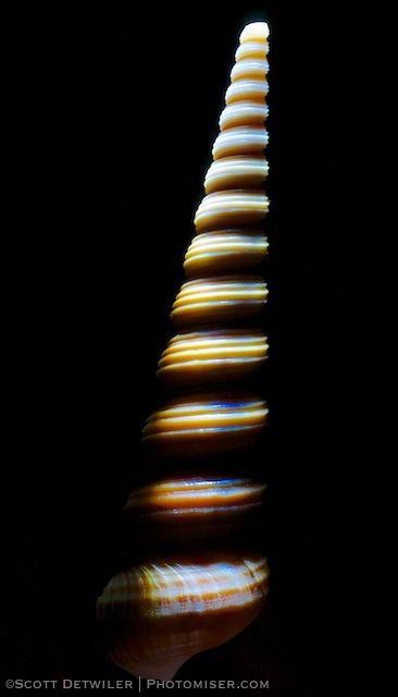 Spiral Tower Shell