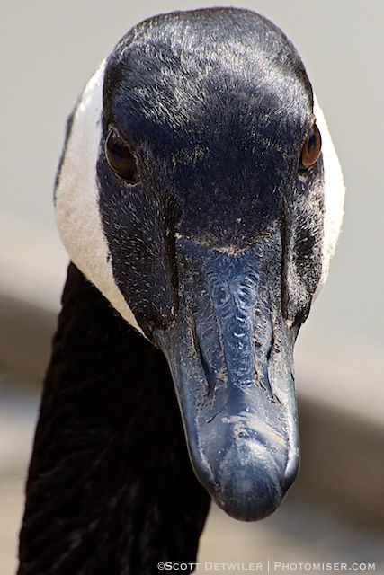 Canada Goose Face