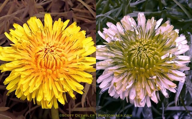 Dandelion, two images, left normal, right shows contrasting center visible only in ultraviolet light Dandelion, taken with a full spectrum camera unfiltered on left, filtered with a UV-pass filter on right
