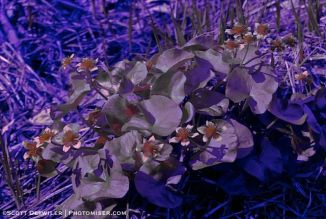 Marsh Marigold Cluster UV