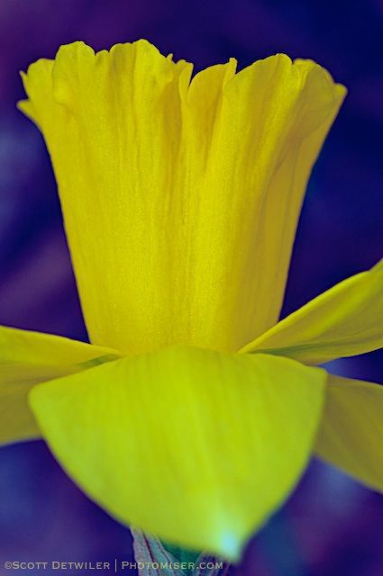 Tinted Daffodil