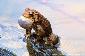 Toad Ripples