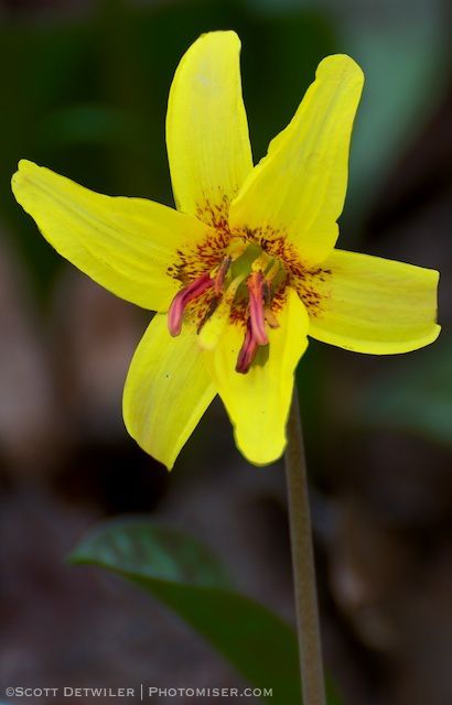 Trout Lily Enhanced