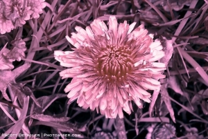 Dandelion captured in UV light; pink cast favored in post-processing