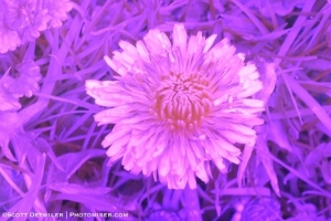 Dandelion in ultraviolet light, as captured in camera with custom white balance set for green grass in infrared
