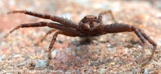 Crab Spider