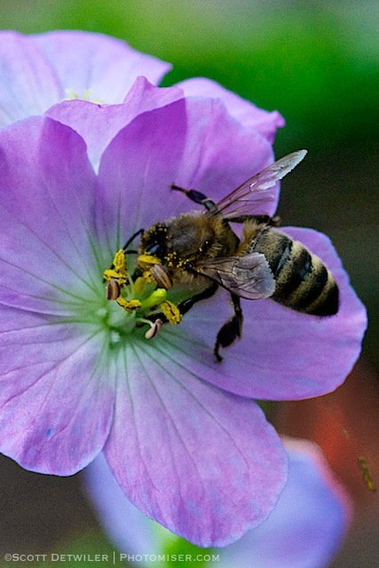 Geranium and honeybee