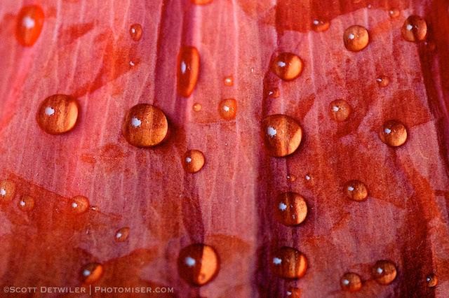 Water droplets on red poppy petal