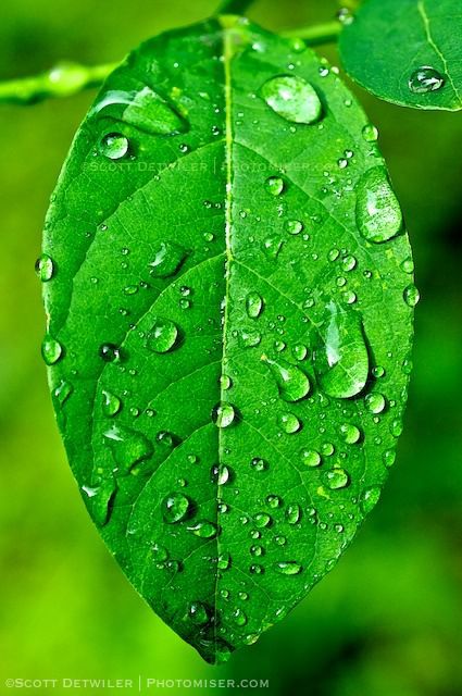 Spicebush Raindrops