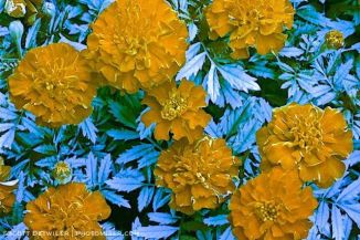 Marigold UV (false color)