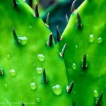 Prickly Pear with raindrops