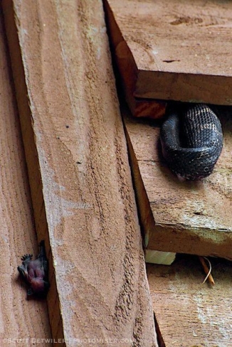 A bat pup has been separated from the colony when it was raided by a black rat snake