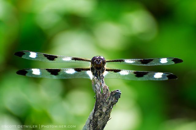 Twelve-spot Dragonfly