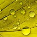 Raindrops on Yellow Petal