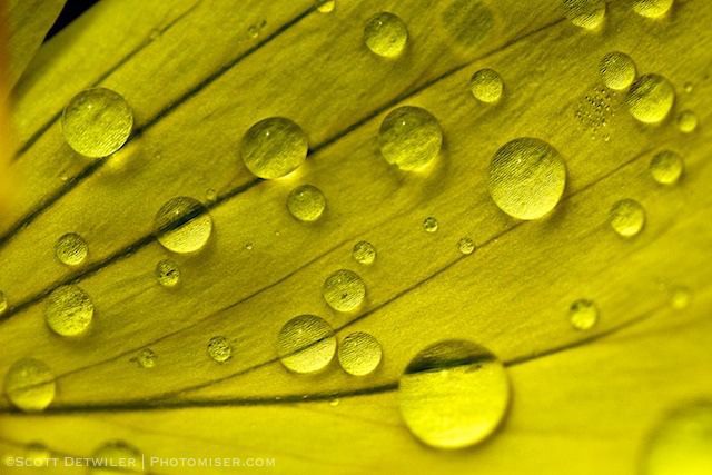 Raindrops on Yellow Petal