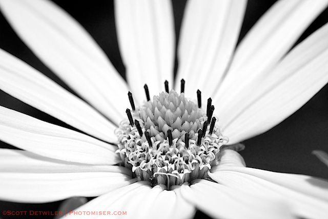 Smooth Oxeye, red filter
