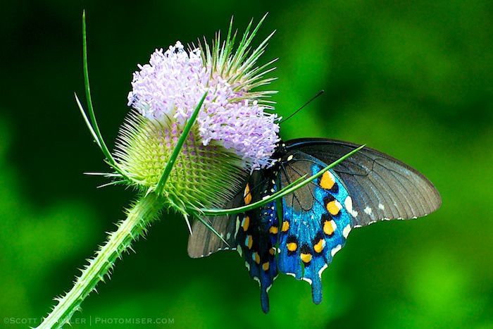 Pipevine Swallowtail on teasel