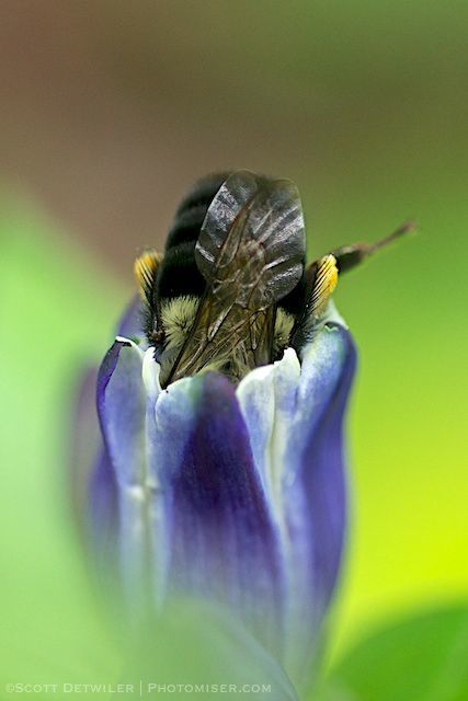 Bee in Gentian
