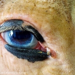 Palamino's blue eye