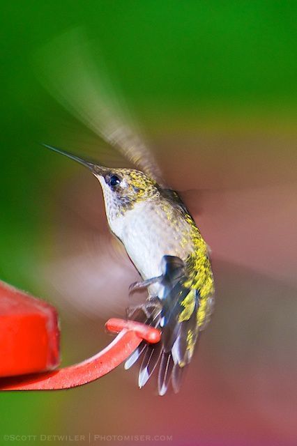 Hummingbird leaving feeder