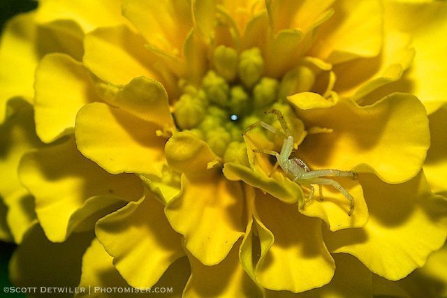 Marigold at Night with Spider