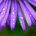 Raindrops on New England aster