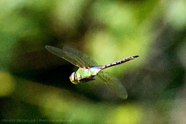 Green Darner dragonfly in migration