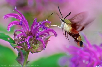 Hummingbird Moth (Sphinx Moth) on monarda