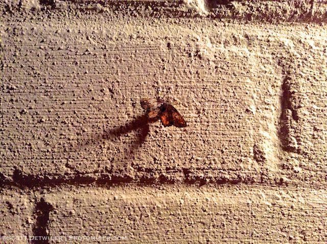 Moth on a brick wall lit by porchlight