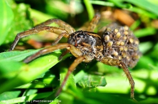 Wolf Spider carries her spiderlings on her abdomen