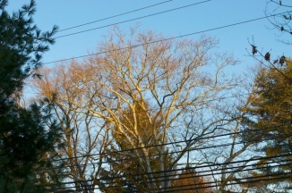 Planetree in sunset