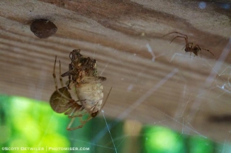 A small male spider approaches the much larger female while she is feeding.