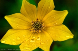 Tickseed Sunflower with raindrops
