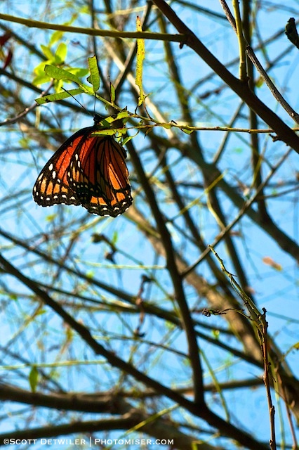 Viceroy Butterfly hangs like a leaf