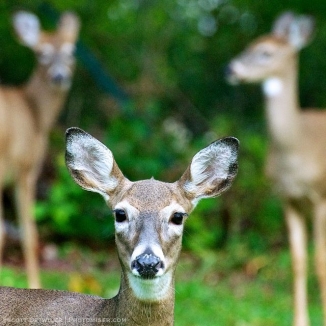 A doe and her two adolescent fawns